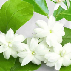 Jasmine