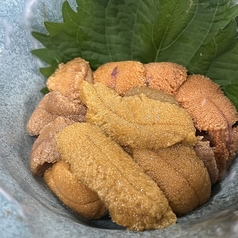 海水ウニ(ムラサキウニ)