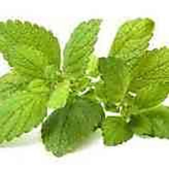Mint