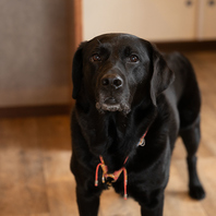 店内には可愛いわんこグッズもたくさん！