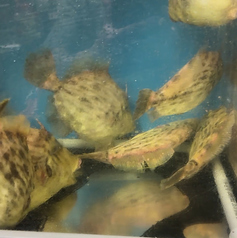 活カワハギお造り　生きてるから美味しい。