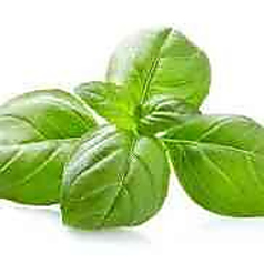 Basil