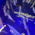 青い水槽をすべるように泳ぐイカの群れが放つ、まるで海中そのままのライブ感。透明感あふれる身の輝きが鮮度の証で、見た瞬間に“絶対うまい”と確信する迫力のいけすです。(イカの入荷は直接お店へお尋ねください。)