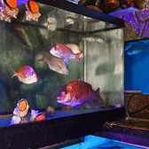 玄関を入った瞬間、色鮮やかな魚たちが泳ぐいけすが目に飛び込む臨場感あふれる空間。活きの良さがひと目で伝わり、“ここで食べる魚は絶対うまい”と確信できる迫力の入口です