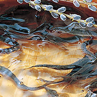 守り継ぎたい伝統の食文化「どじょう料理」をご提供！