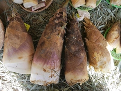 京都・大枝朝堀り筍