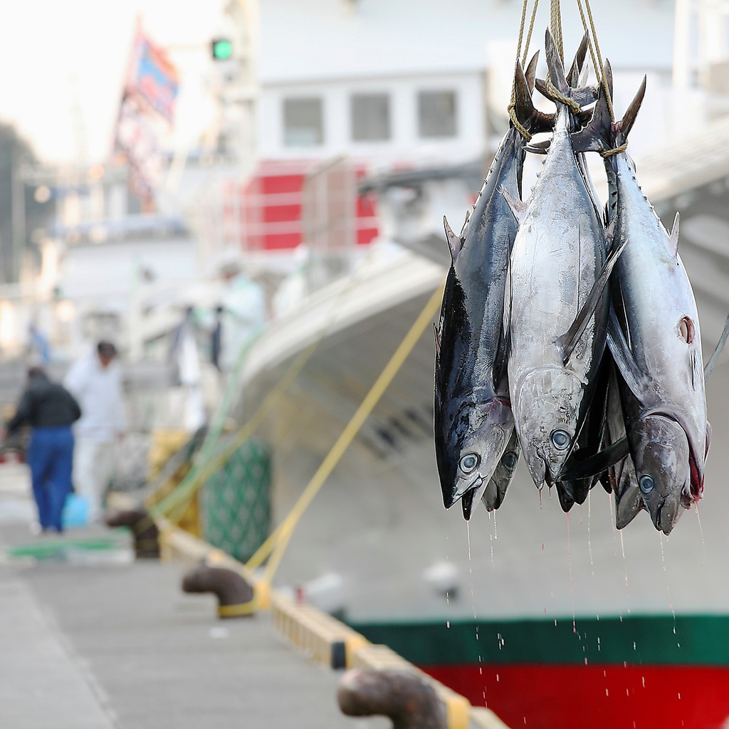横綱の名前を纏った豊後水道で水揚げされた最高品質の本マグロ！ヨコヅーナは絶品です。