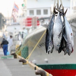 横綱の名前を纏った豊後水道で水揚げされた最高品質の本マグロ！ヨコヅーナは絶品です。