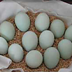 青森で20年以上かけて開発したコクのある「あすなろ卵」