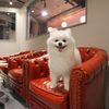 犬猫カフェ put on lap プットオンラップ 今池
