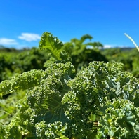 新鮮・無農薬野菜へのこだわり！お手頃価格でご提供♪