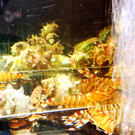 新鮮な魚介類を生け簀からご提供!!