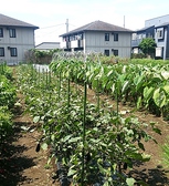 提携農園の朝どれ野菜も人気です！