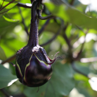 【地産地消】山形の大地からの贈り物を四季で味わう…♪