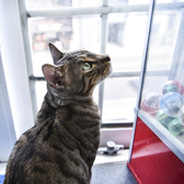 Cat&Animal Cafe Noah s Ark ノアズアーク 祇園店のおすすめ料理2