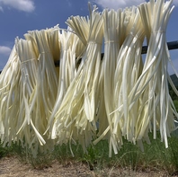 幻のニラとも呼ばれる黄ニラ