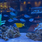 それぞれの席近くにはアクアリウムがあり、幻想的でおしゃれな雰囲気を漂わせています。お一人様はもちろんデートにも最適なお店です。水槽の中で優雅に泳ぐ魚を眺めながら、ゆったりとしたやすらぎの時間をお過ごしください。