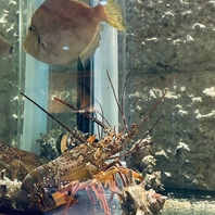 店舗内に水槽の設置！鮮度抜群の魚をご用意。