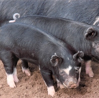 鹿児島県産の六白黒豚