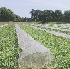 野菜は畑から収穫して使用