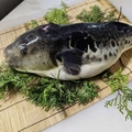 料理メニュー写真&nbsp;絶品ふぐ料理をどうぞ
