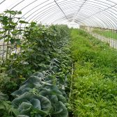自家栽培ビニールハウスでは、旬野菜が30種