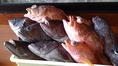 地元・志摩で獲れたばかりの鮮魚をご提供しています！