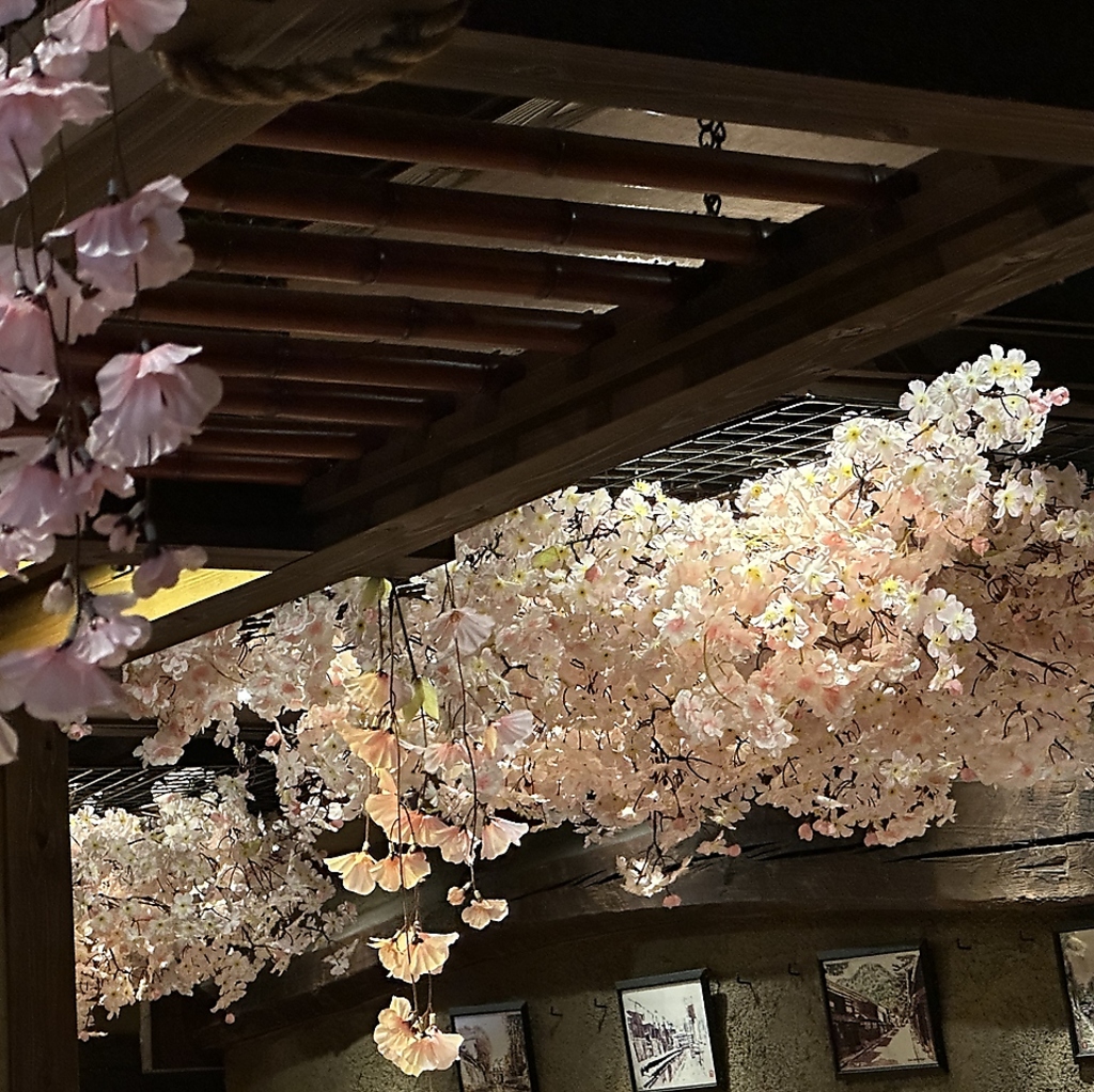 サクラ飾りスタート！　花見席ご希望先着順です！