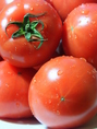 熊本県八代産塩トマト。生産農家から直接仕入れのため新鮮なままお愉しみいただけます。