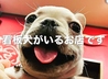 【宴会×肉×誕生日】肉ビストロ　KAGURA　甲府昭和店のおすすめポイント3