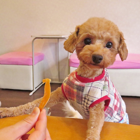 保護犬とふれあえるdog Cafe With Vets 大宮駅 カフェ スイーツ ホットペッパーグルメ