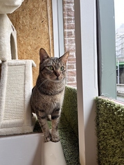 保護猫カフェ にゃんちゅーるのおすすめポイント1