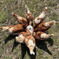 ニワトリと自由に触れあえます！