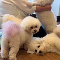 かわいいビションがお待ちしております！
