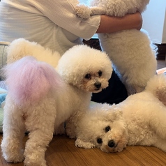 かわいいビションがお待ちしております！