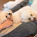 料理メニュー写真&nbsp;ビションフリーゼ