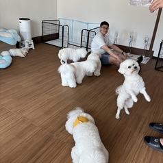 ビションフリーゼ