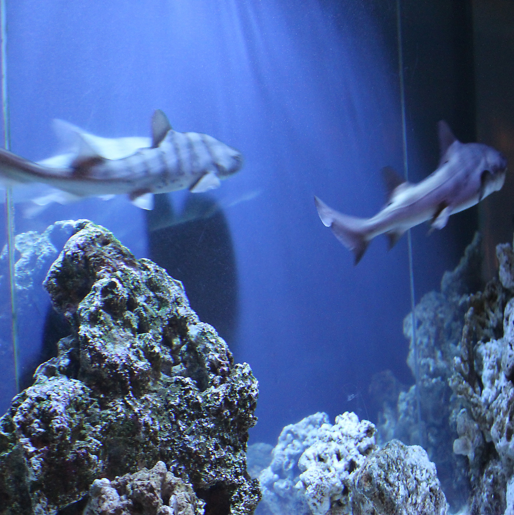 サメを見ながら、リゾートを思わせるようなデート！