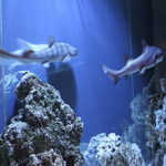 サメを見ながら、リゾートを思わせるようなデート！