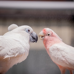 ことりすまいるの雰囲気3