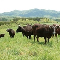 良い環境であり、しかも管理の行き届いた牧場で育つ黒毛和牛。