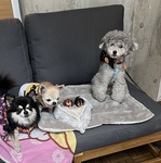 テラス席はペット可になっておりますので、一緒にお越しくださいませ。