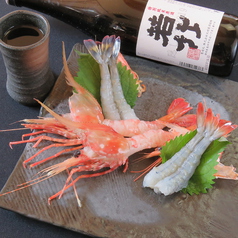 だるま一押し！海老の刺身