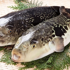 魚や市はなれのコース写真