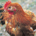 幸せを呼ぶ赤鶏…みつせ鶏の良質な脂肪分には『脳が幸福を感じる』成分、アラキドン酸が多く含まれています。風味豊かで独特の美味しさと共に、みつせ鶏は皆様に幸せを与える赤鶏なのです。