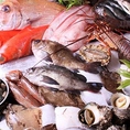 【～漁港直送の新鮮な鮮魚をご用意しております～】
