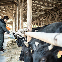 徹底した生産へのこだわり。幻の黒毛和牛「神威」。