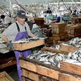 天草鮮魚市場、毎日大量の魚が集まりそこから選りすぐりの魚を送って頂いています。