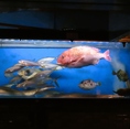毎日市場直送の魚を大漁入荷し、豊富な種類と鮮度には自信があります！幅5メートルはあろうかという巨大イケスに大漁に泳ぎ、一階カウンター前の海鮮台には旬の素材がずらりと並びます。好きなものを目で見て選んでみるのも楽しさの一つです◎