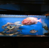毎日市場直送の魚を大漁入荷し、豊富な種類と鮮度には自信があります!幅5メートルはあろうかという巨大イケスに大漁に泳ぎ、一階カウンター前の海鮮台には旬の素材がずらりと並びます。好きなものを目で見て選んでみるのも楽しさの一つです◎